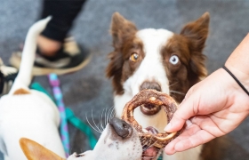 Mastig expõe inovações na Pet South América 2024